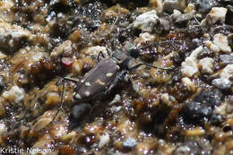 Plancia ëd Cicindela (Cicindela) oregona Le Conte 1856