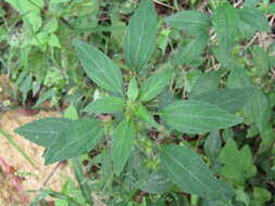 Imagem de Acalypha virginica L.