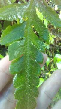 Image of Tomato Fern