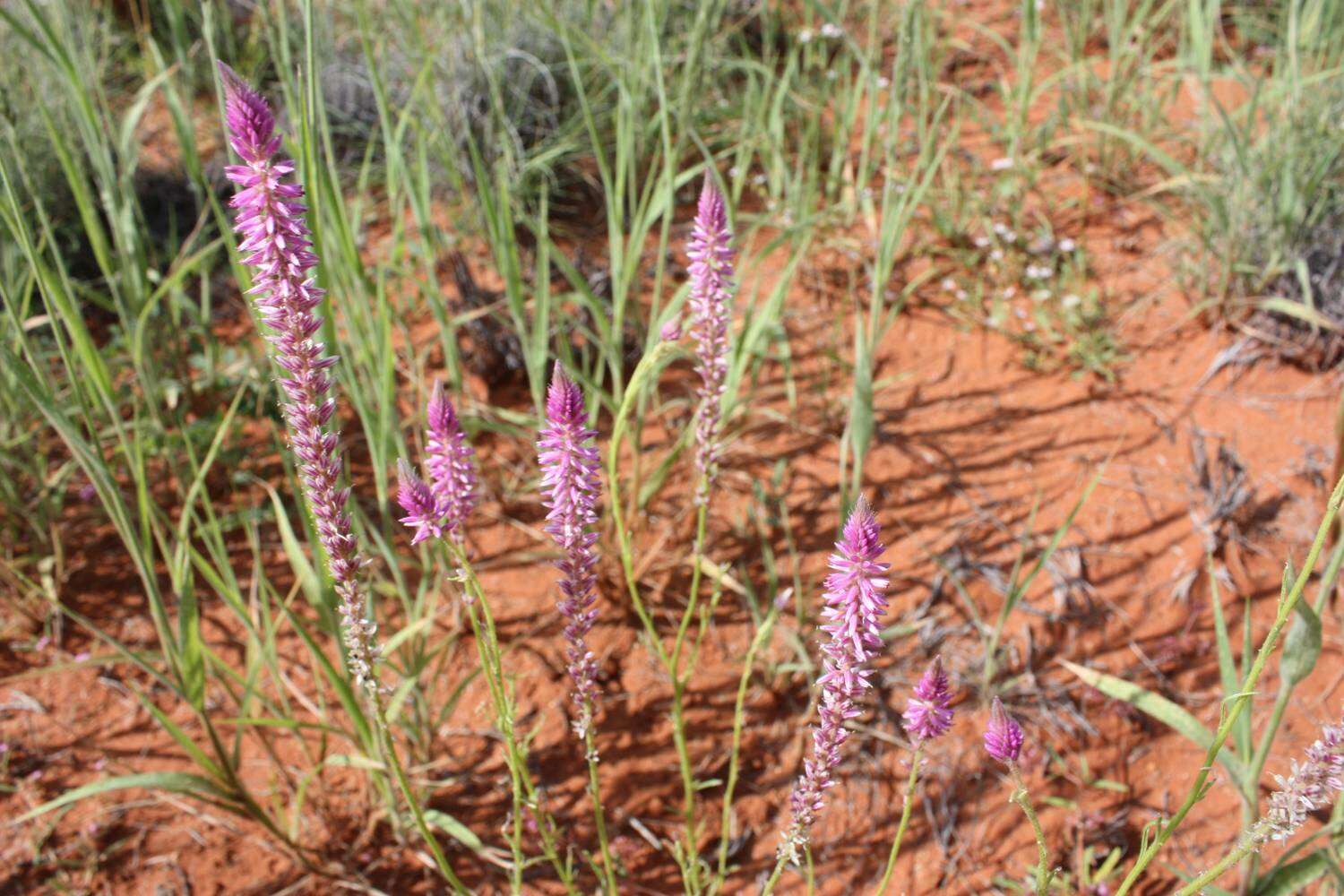 Image of Hermbstaedtia fleckii (Schinz) Bak. & C. B. Cl.