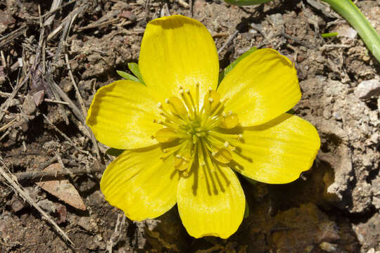 صورة <i>Eranthis cilicica</i>