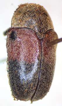 Image of Megalostomis (Pygidiocarina) dimidiata Lacordaire 1848