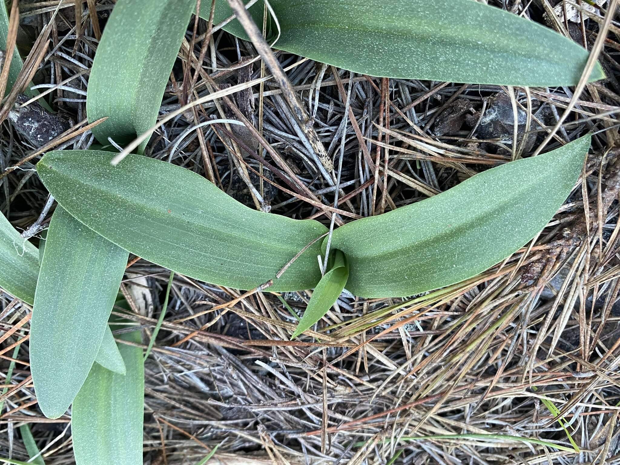 Platanthera yadonii (Rand. Morgan & Ackerman) R. M. Bateman resmi