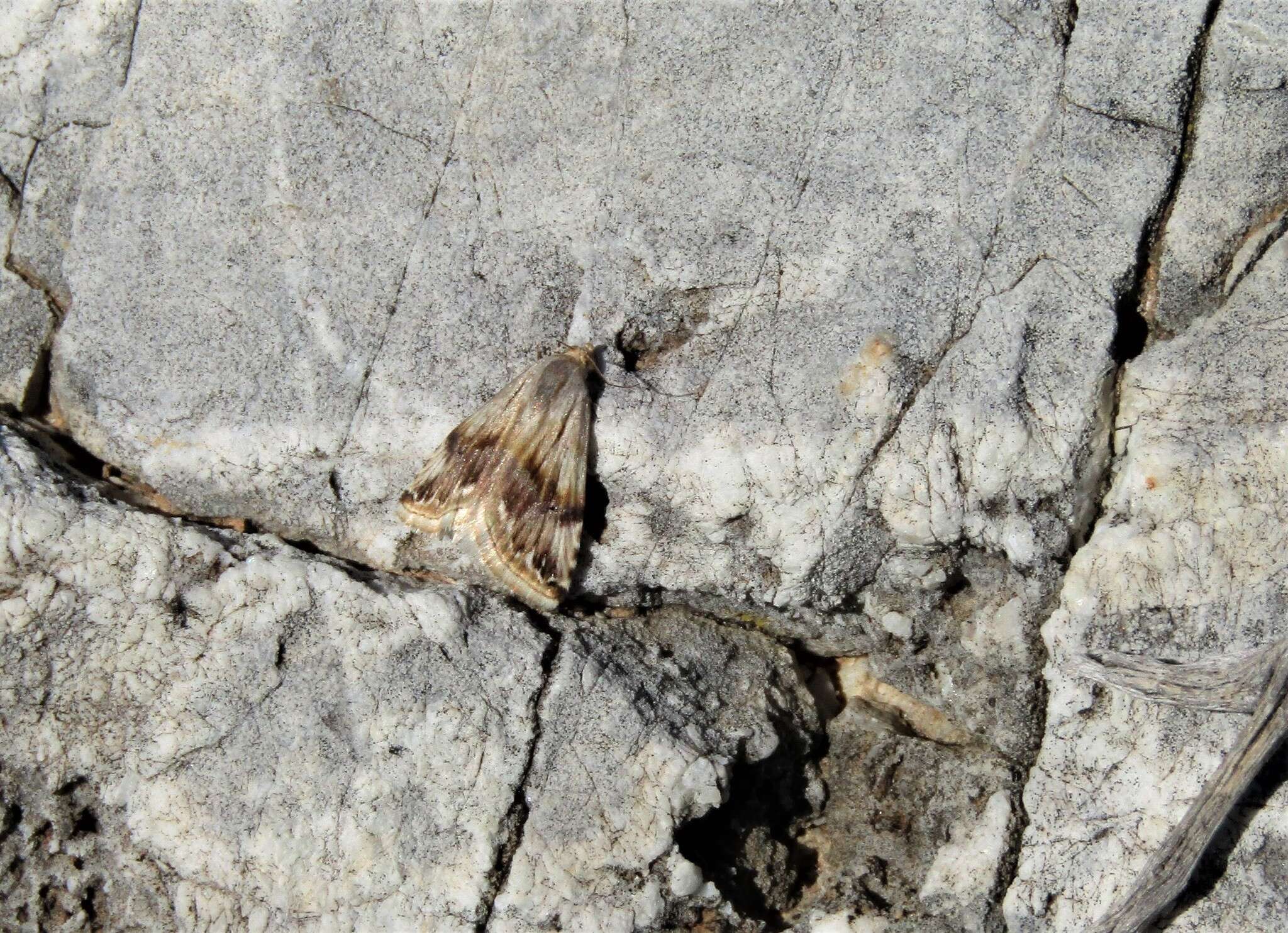 Image of <i>Eublemma ostrina</i>