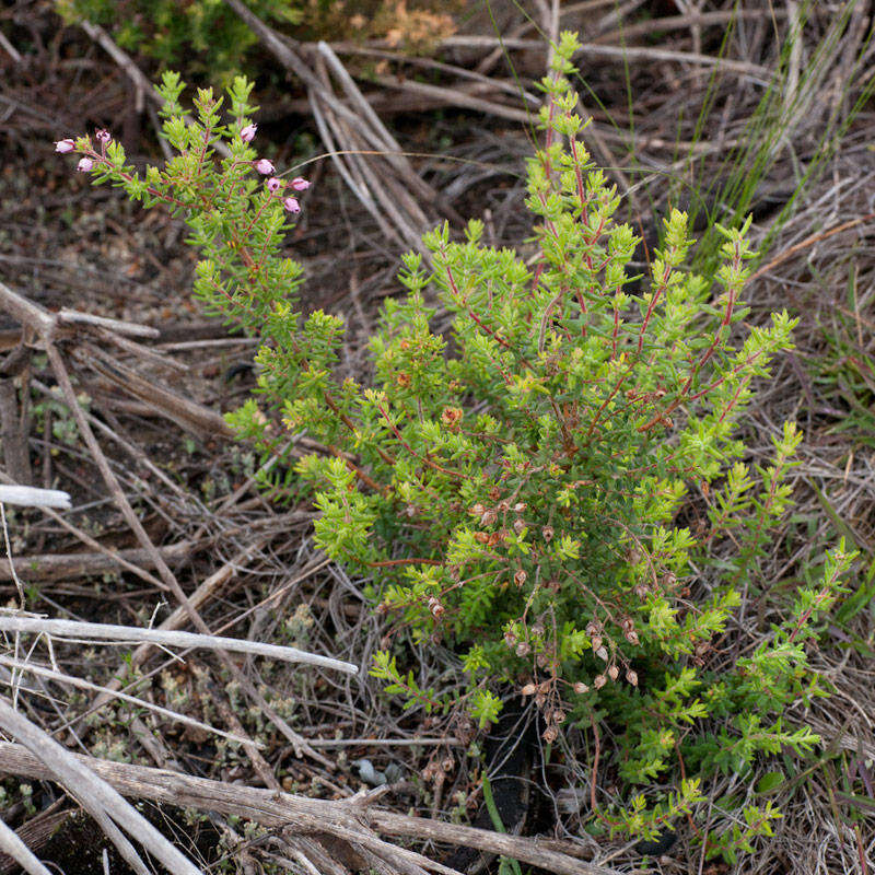 Image of Erica pubescens var. pubescens