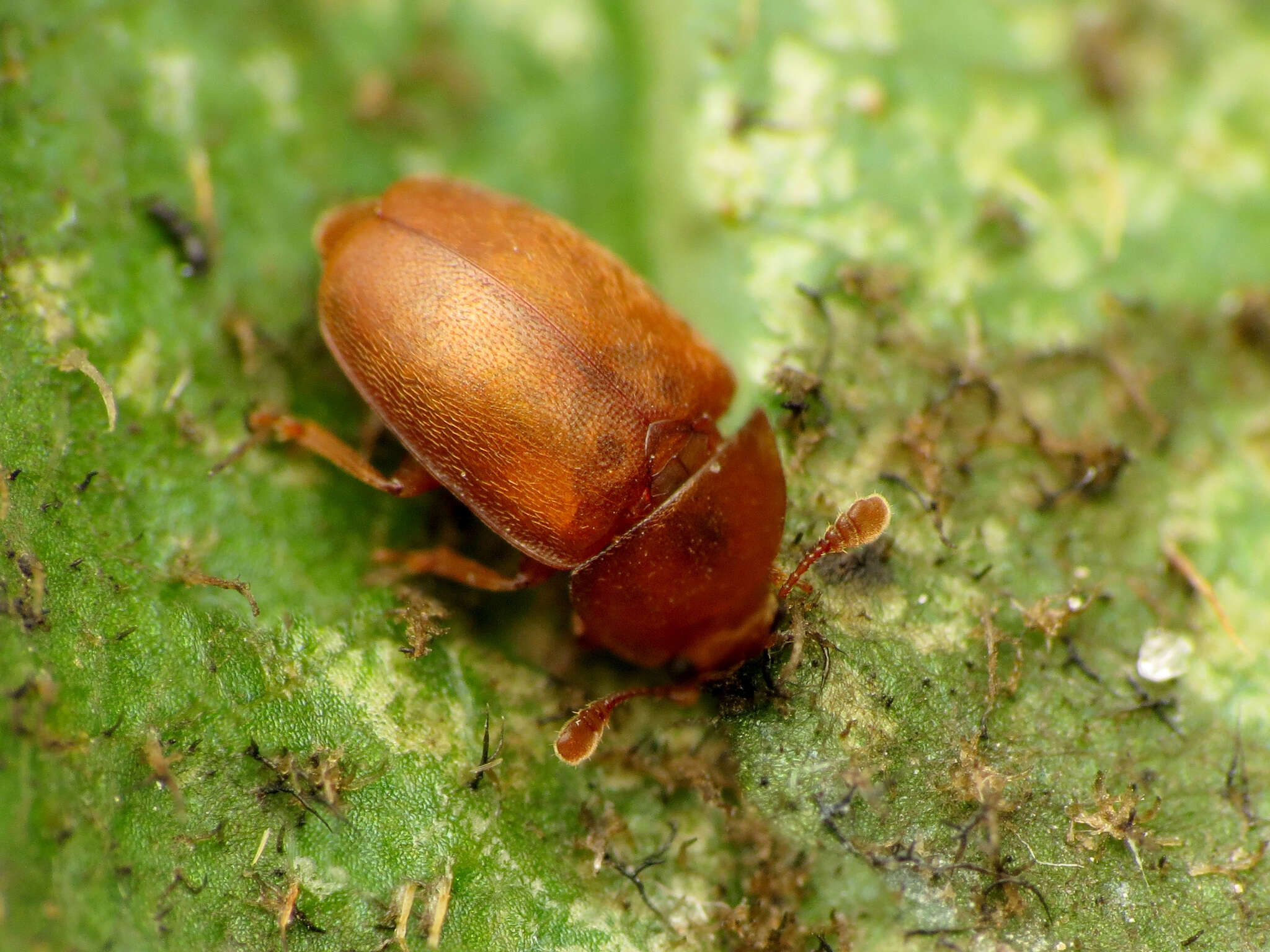 Image of Epuraea aestiva (Linnaeus 1758)