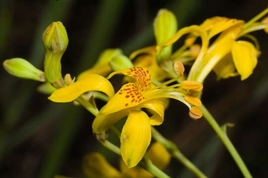 Image of Alstroemeria apertiflora Baker