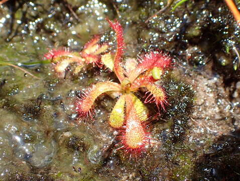 Image of Drosera acaulis L. fil.