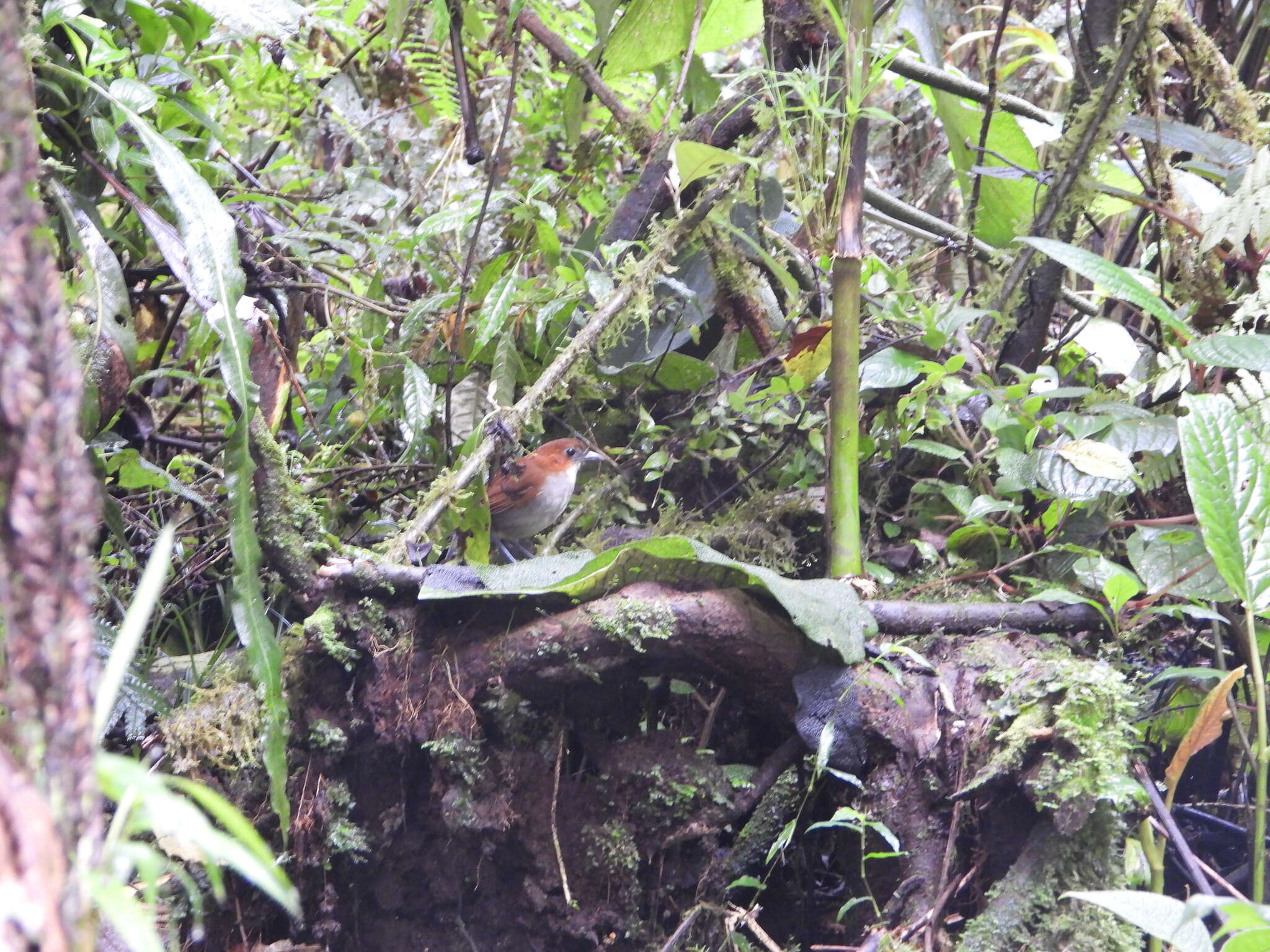 Image of White-bellied Antpitta