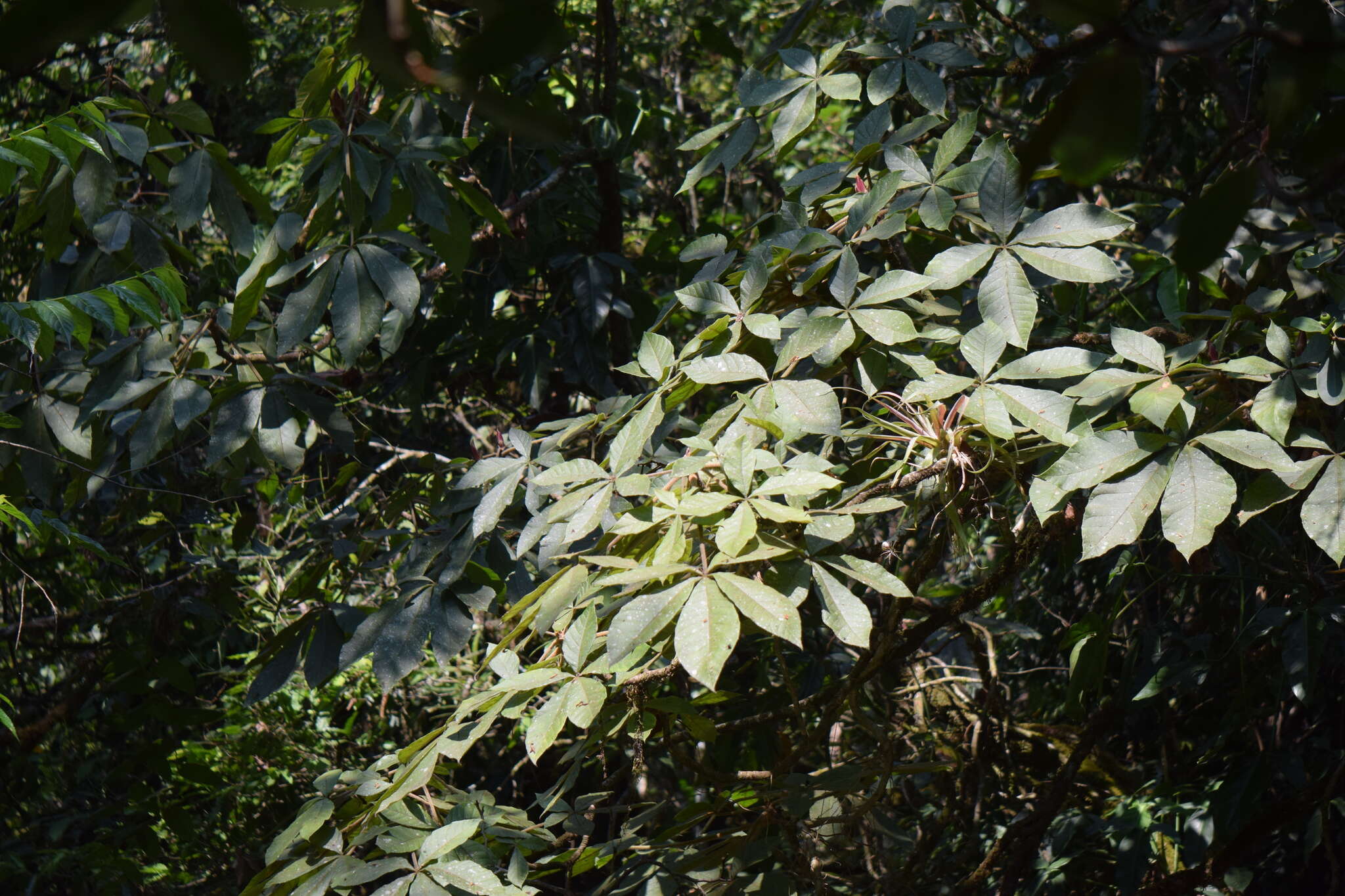 Image of Oreopanax echinops (Schltdl. & Cham.) Decne. & Planch.