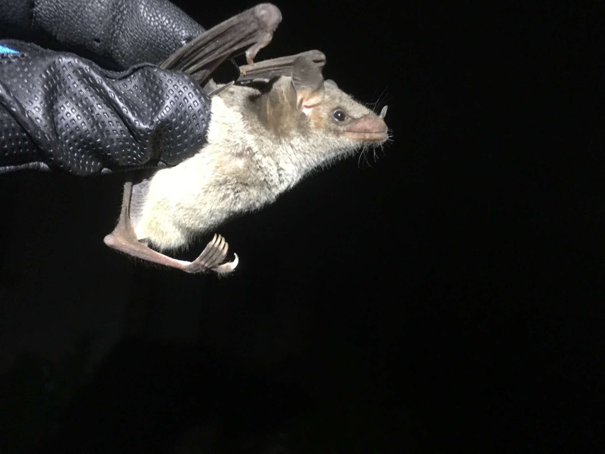Image of Saussure's long-nosed bat