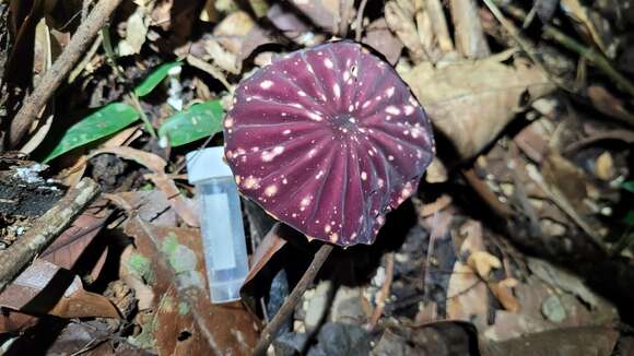 Imagem de Marasmius amazonicus Henn. 1904