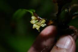 Imagem de Maxillaria parviflora (Poepp. & Endl.) Garay