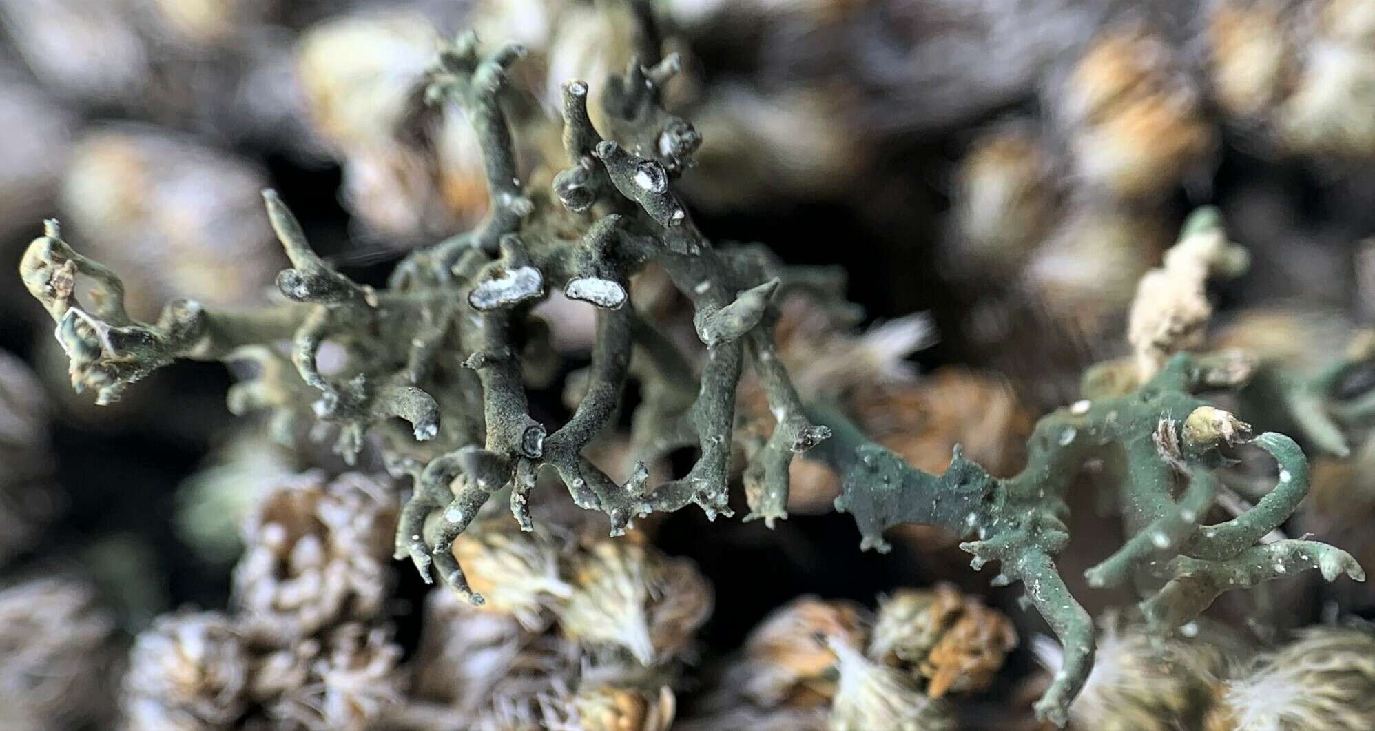 Image of hispid agrestia lichen