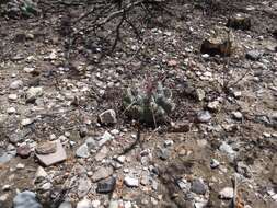 Image of Thelocactus hexaedrophorus subsp. hexaedrophorus