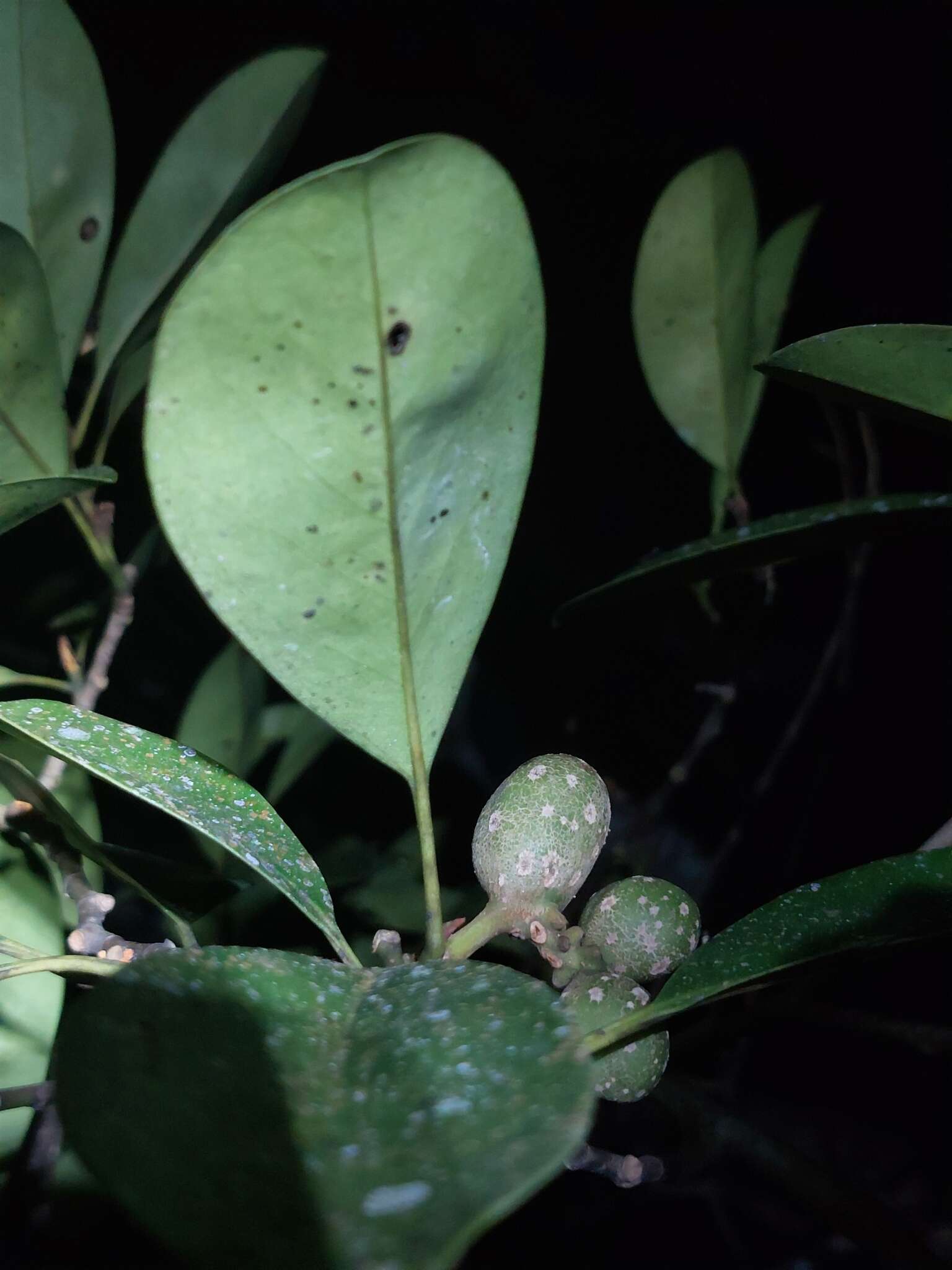 Image of Magnolia compressa Maxim.