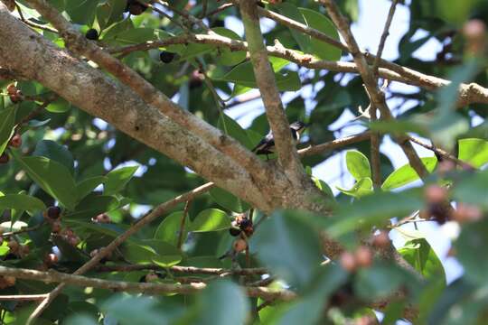 Image of Fire-breasted Flowerpecker