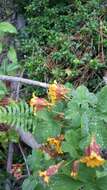 Image of Tropaeolum ciliatum Ruiz & Pav.