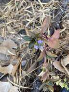 Слика од Veronica anagallis-aquatica subsp. anagallis-aquatica