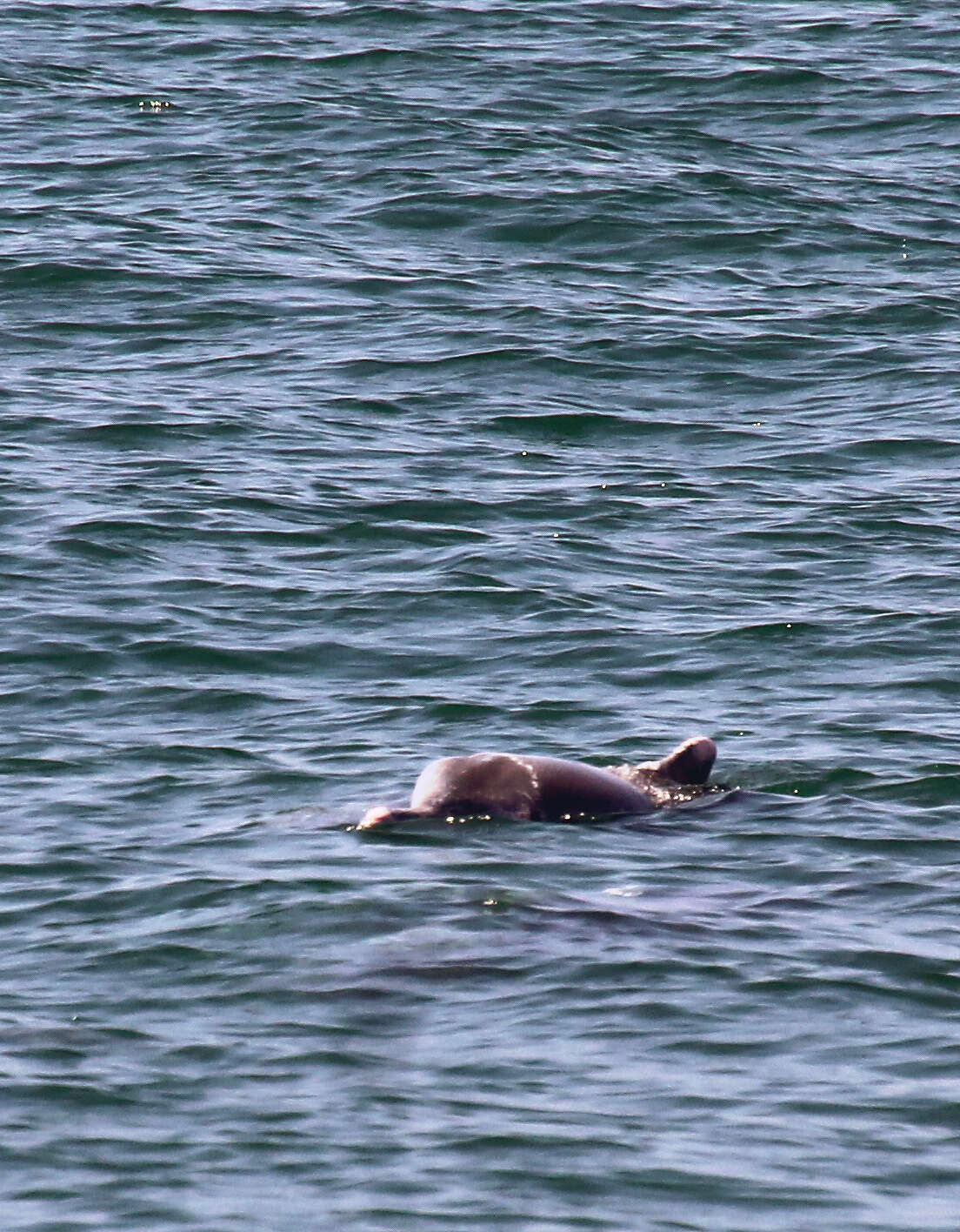 Image of Indian Humpback Dolphin