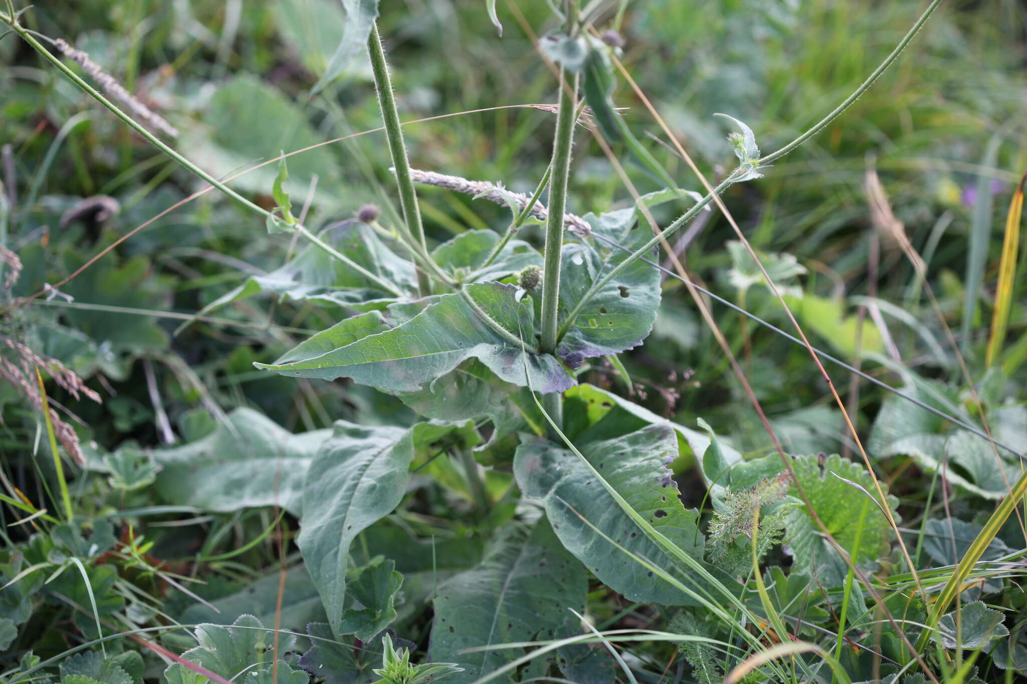 Image of Knautia involucrata Somm. & Lev.