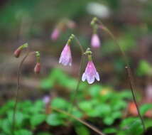 Image of Linnaea borealis var. longiflora Torr.