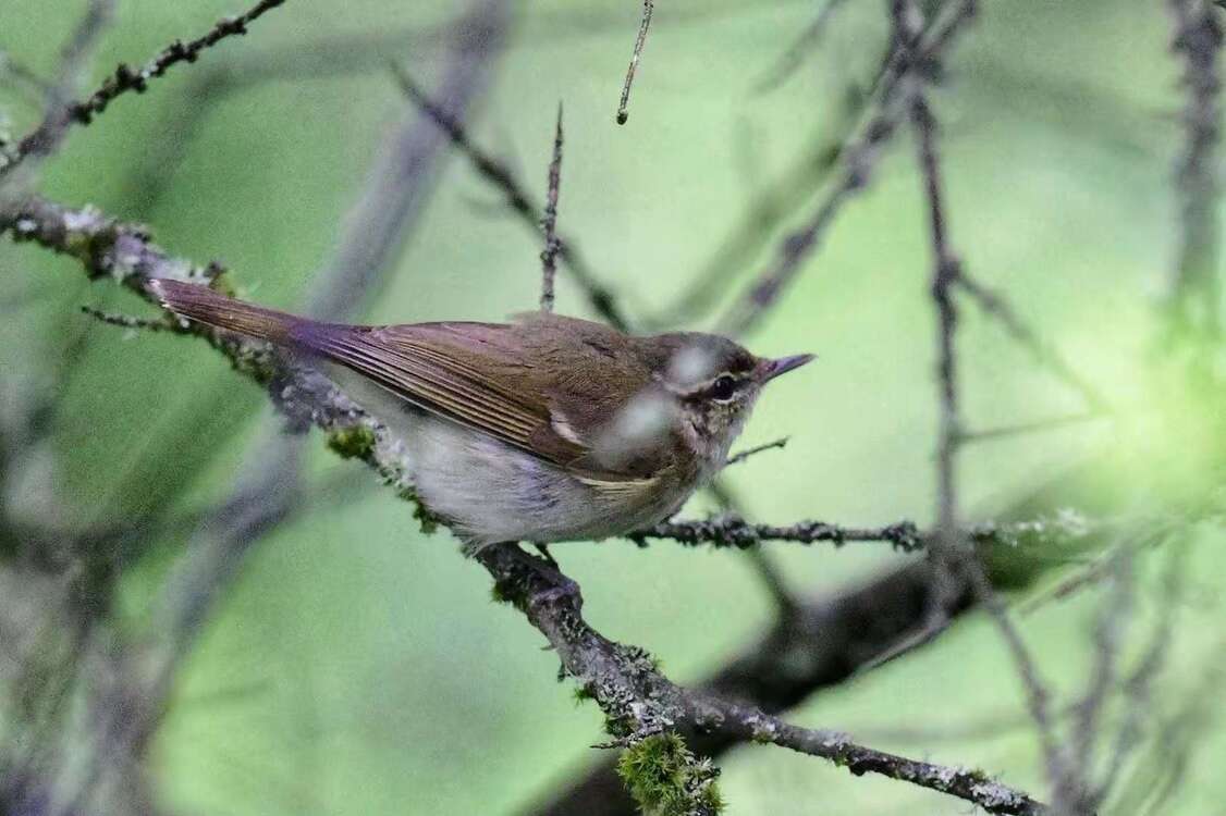 Image of Large-billed Leaf Warbler