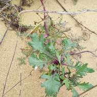 Image de Jacobaea schischkiniana (Sofieva) B. Nord. & Greuter