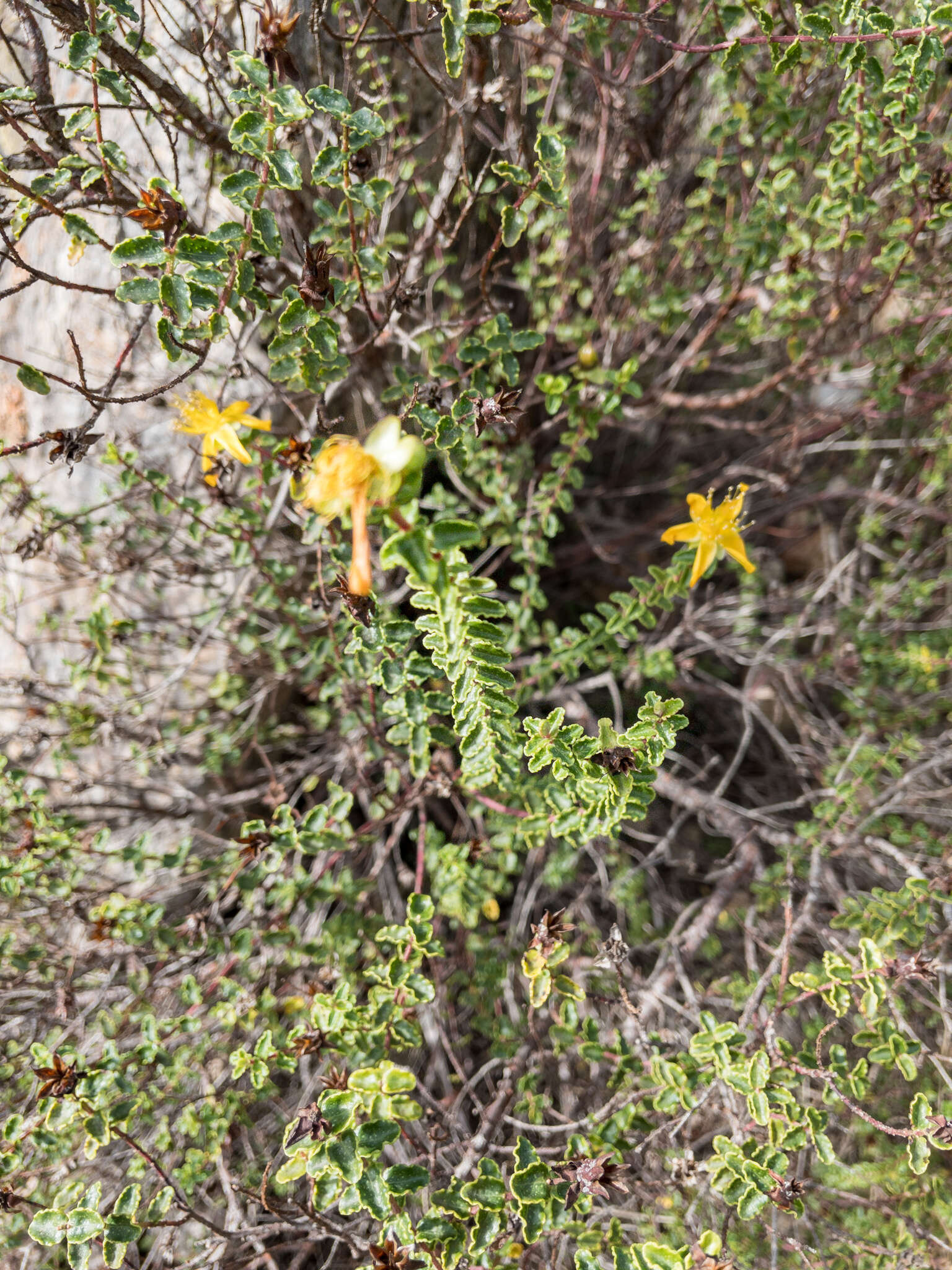 Image of Hypericum balearicum L.