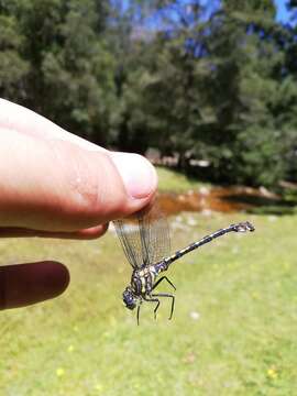 Imagem de Ceratogomphus triceraticus Balinsky 1963