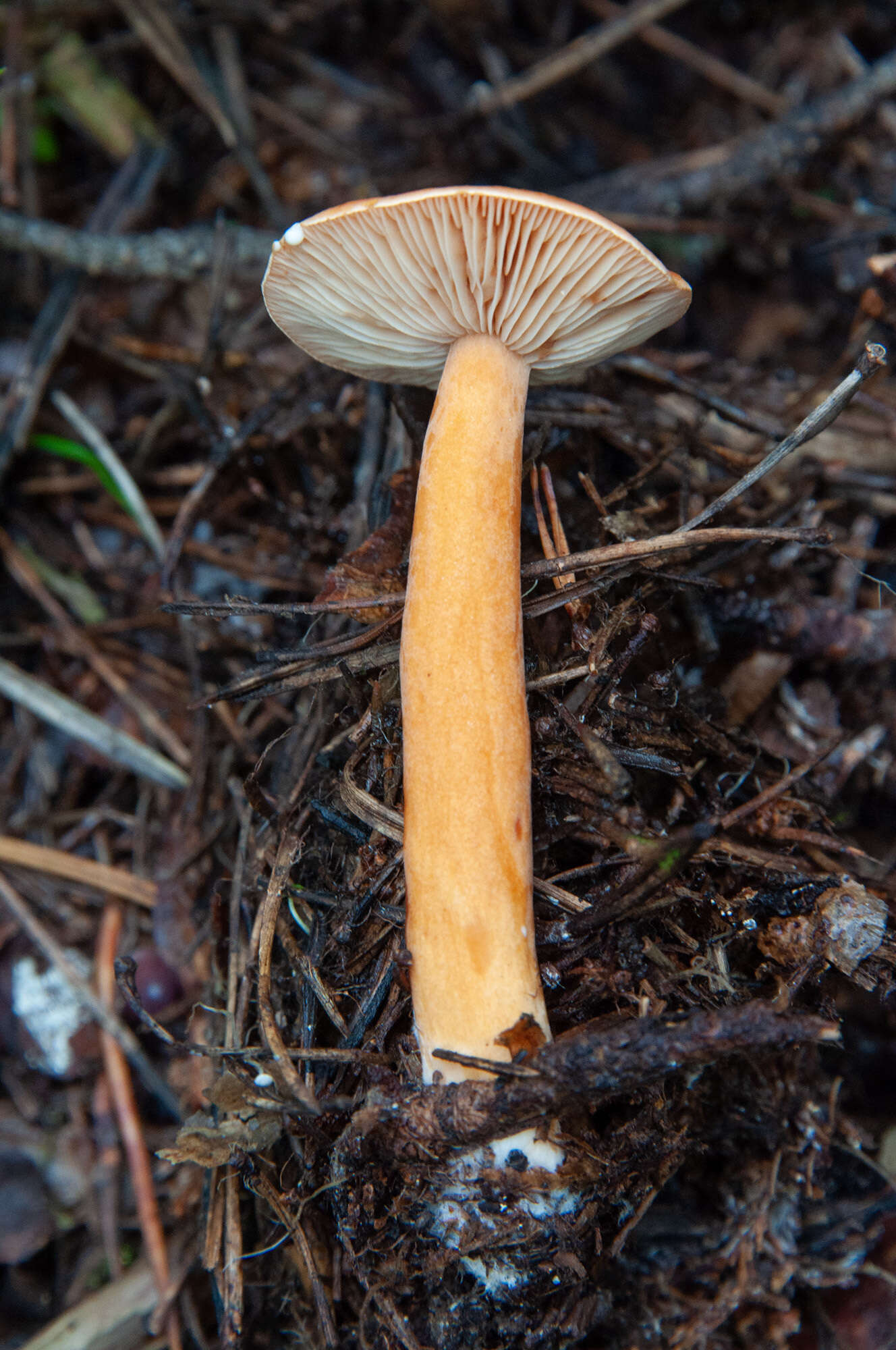 Слика од Lactarius aurantiacus (Pers.) Gray 1821