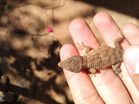 Image of Transvaal girdled lizard