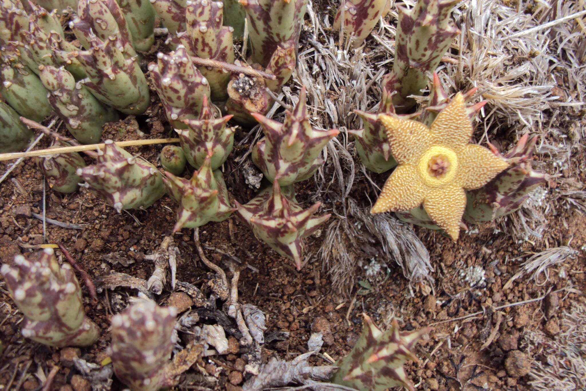 صورة Ceropegia cooperi (N. E. Br.) Bruyns