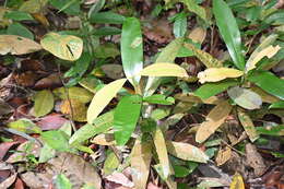 Image of Calophyllum wallichiana Planch. & Triana