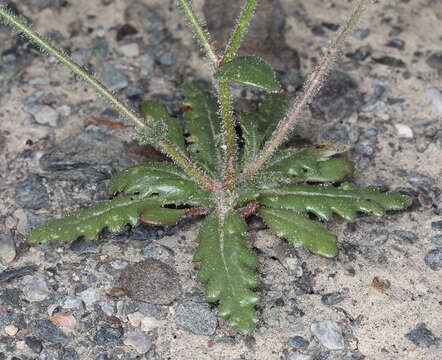 Image of sand gilia