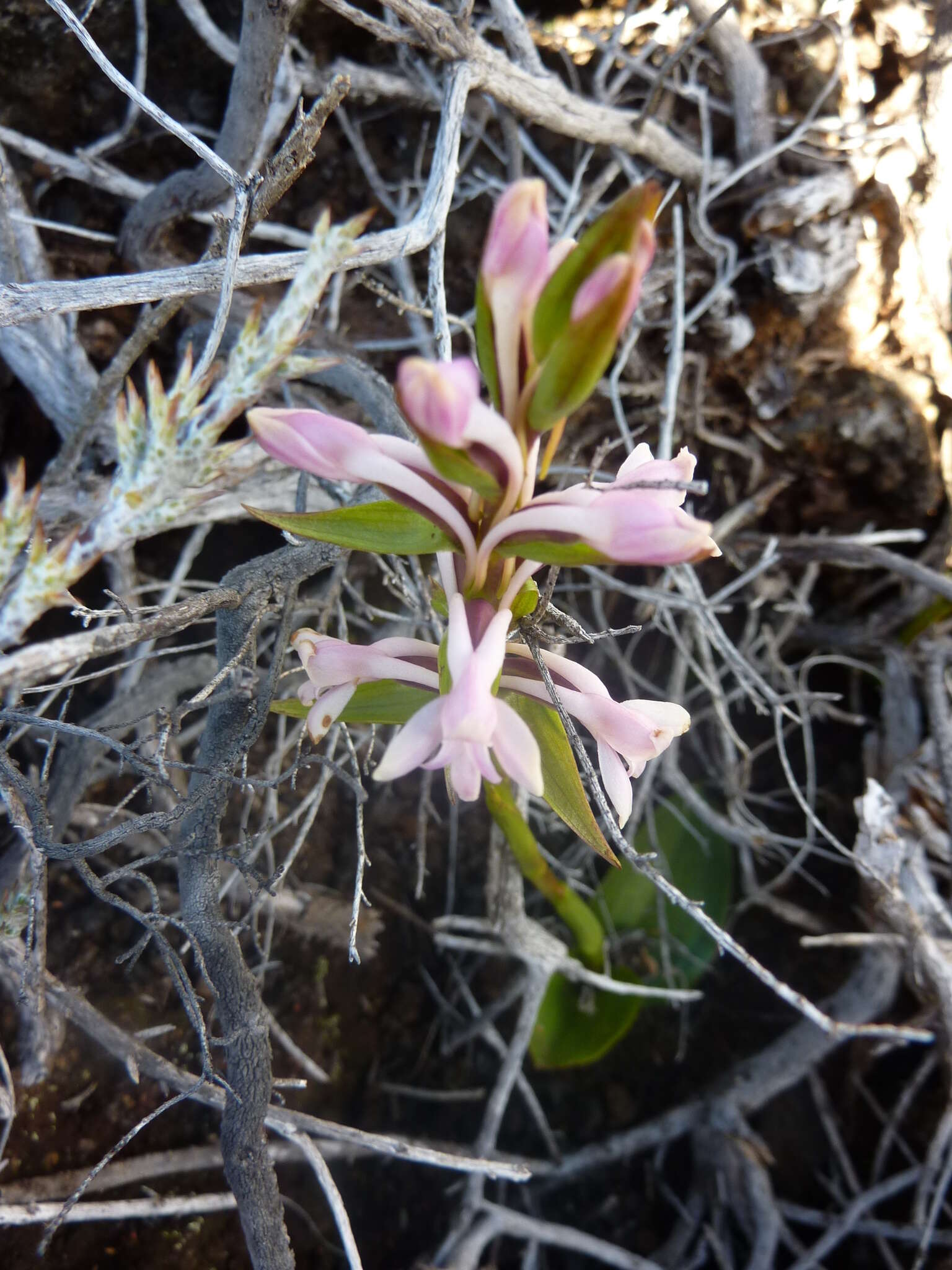 Image de Satyrium amoenum (Thouars) A. Rich.