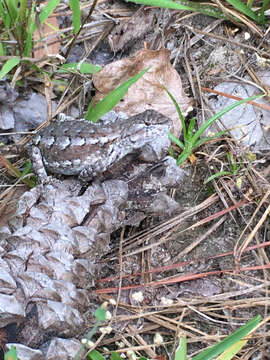 Image of Southern Prairie Lizard