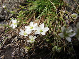 Image of knotted pearlwort