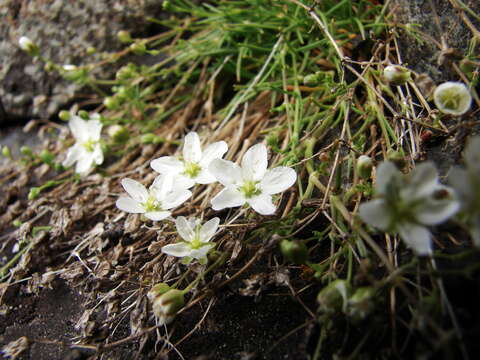 Image of knotted pearlwort