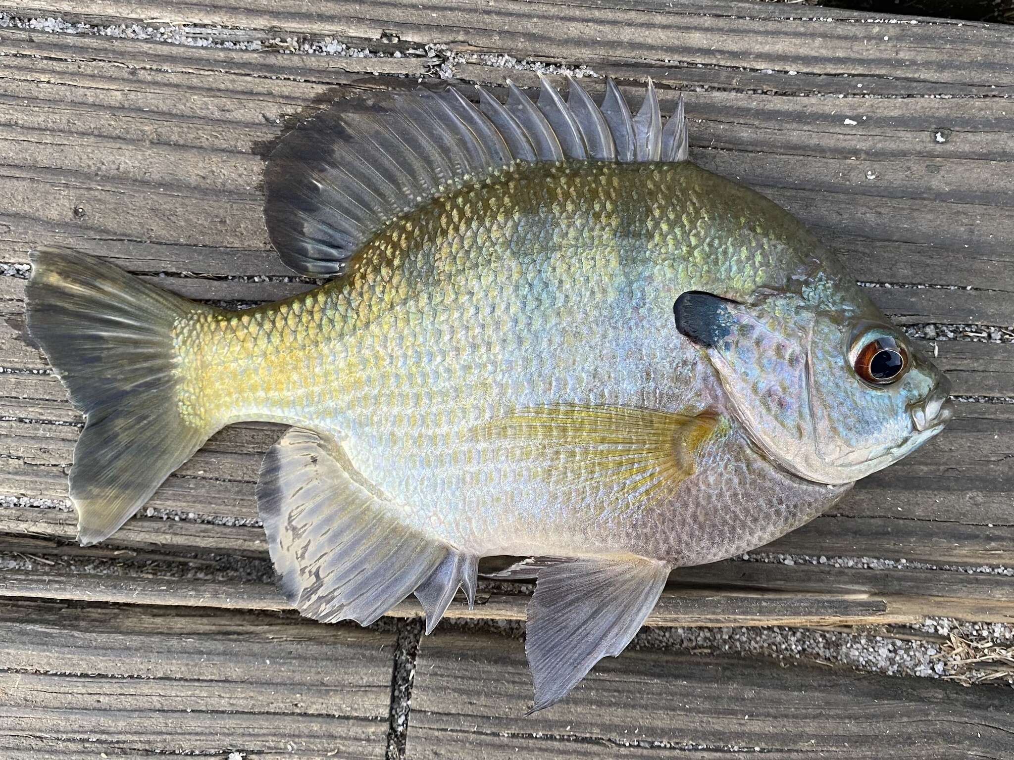 Image of Bluegill Sunfish