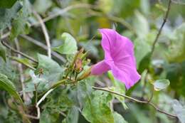 Image of Ipomoea bernoulliana Peter