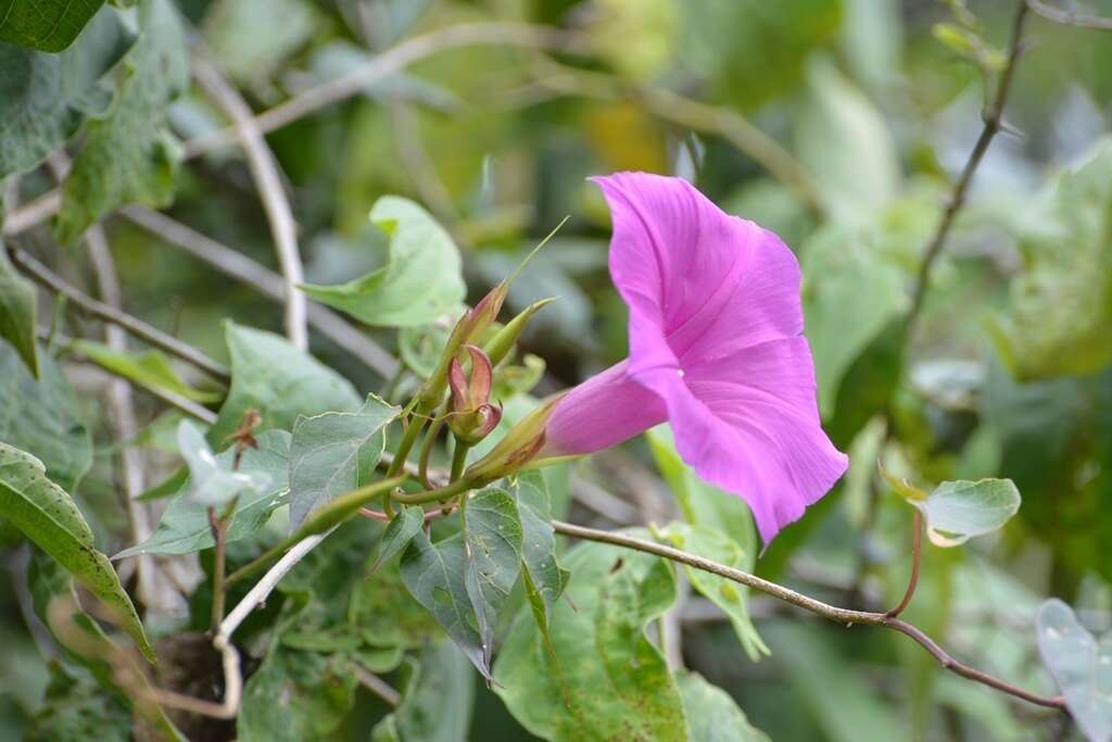 Image of Ipomoea bernoulliana Peter