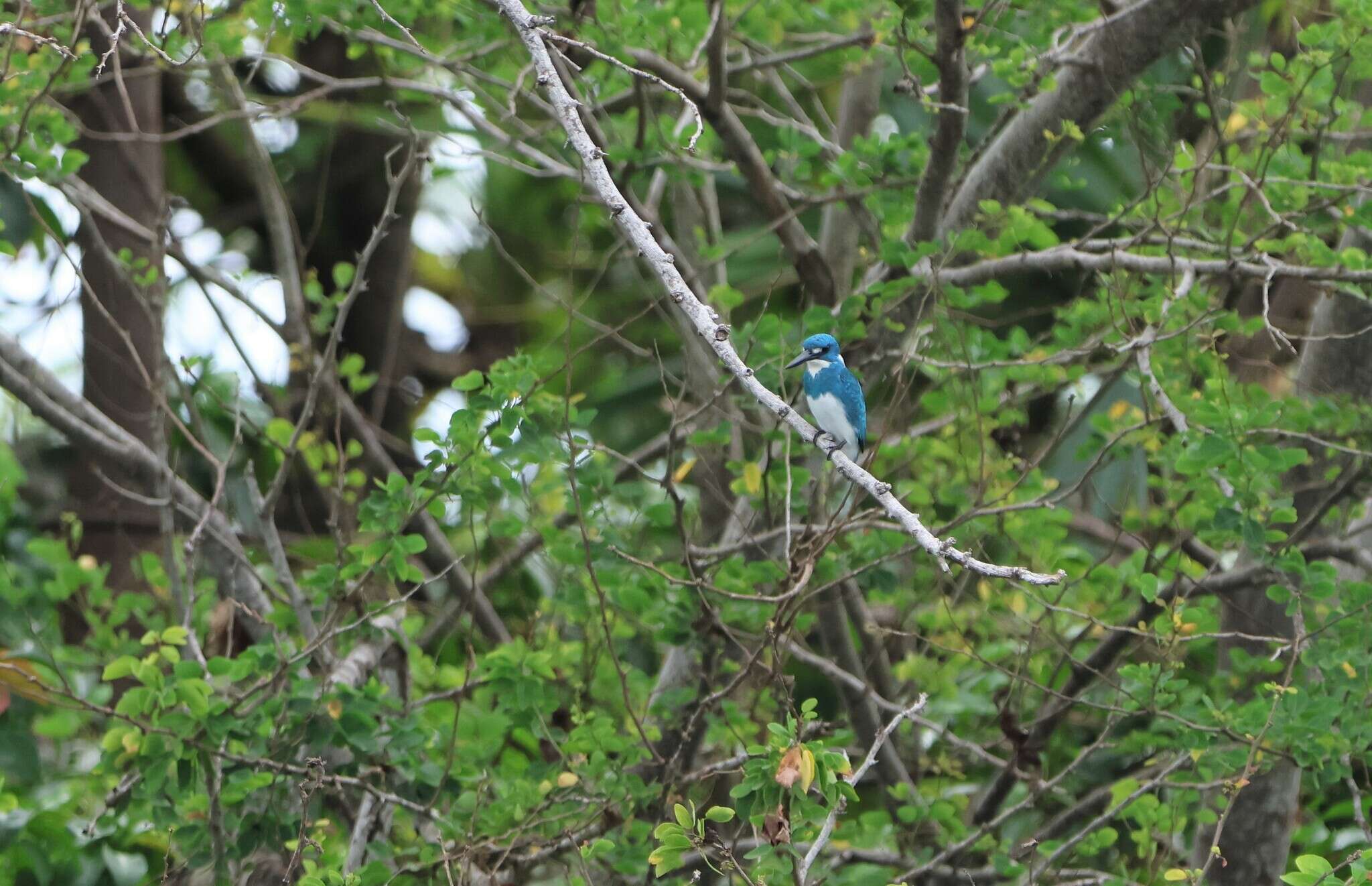 صورة Alcedo coerulescens Vieillot 1818