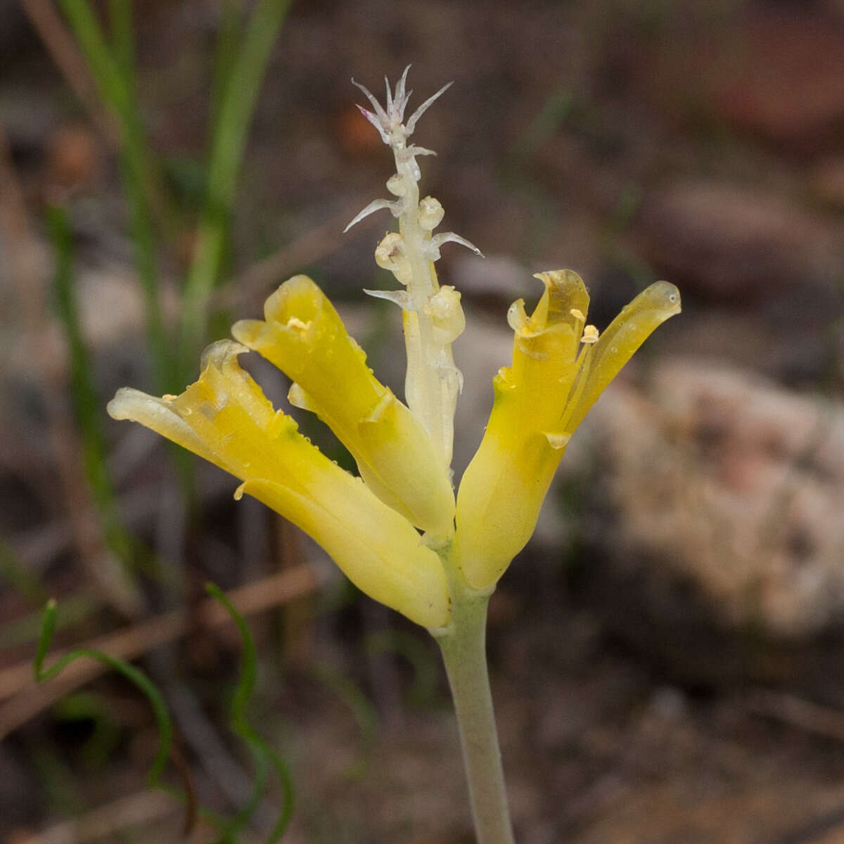 Image de Lachenalia orchioides subsp. orchioides