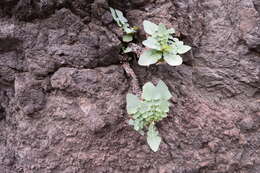 Image of Sonchus radicatus Ait.