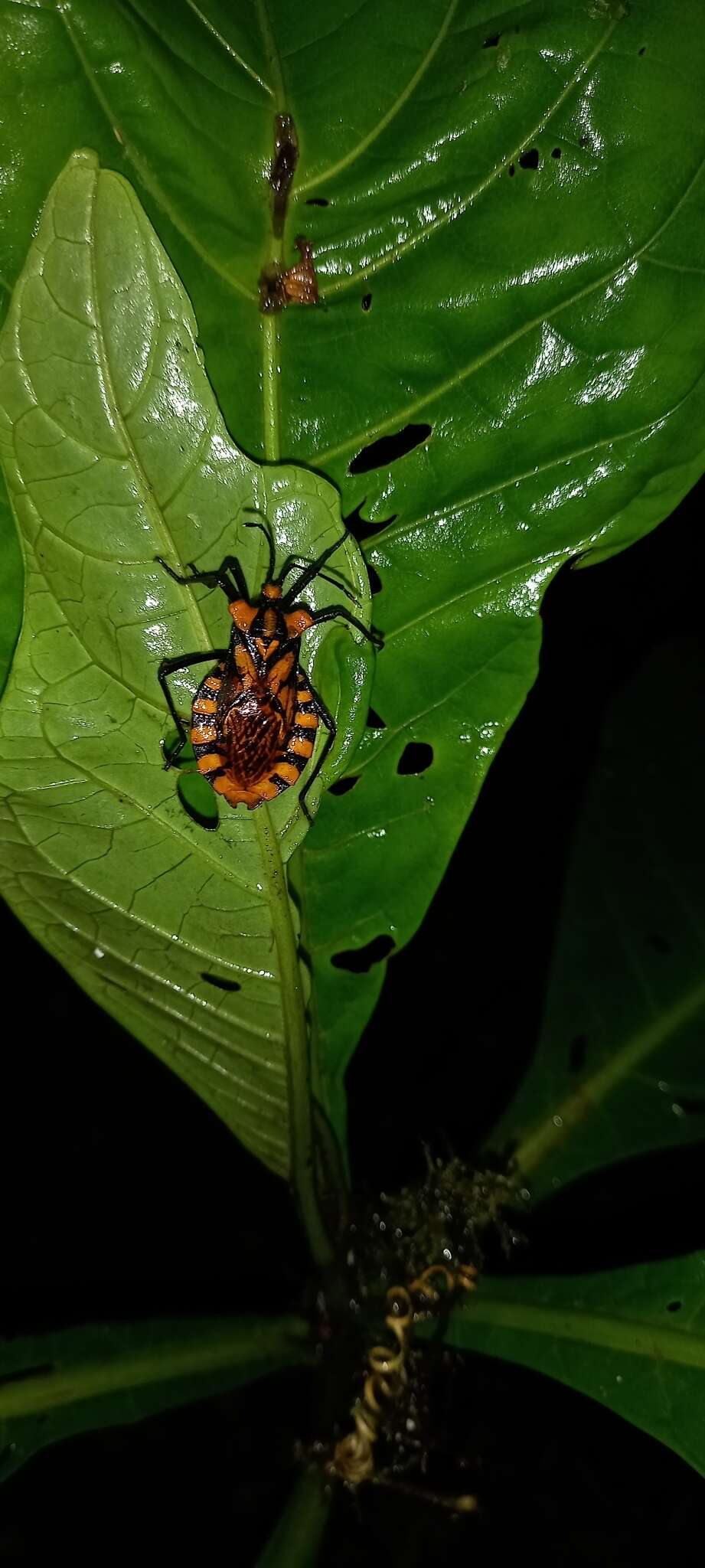 Image of Spartocera pantomima (Distant 1881)