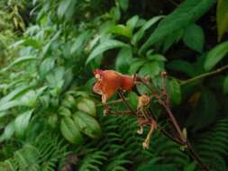 Imagem de Rhytidophyllum auriculatum Hook.