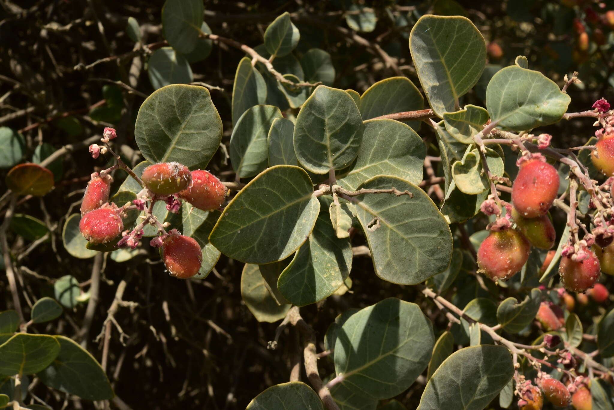 Rhus lentii Kellogg的圖片