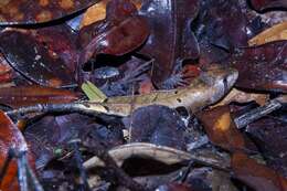 Image of Western Leaf Lizard