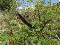 Image of Calliandra peninsularis Rose